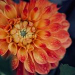 A vibrant close-up of a dew-kissed orange and red dahlia flower with detailed petals.