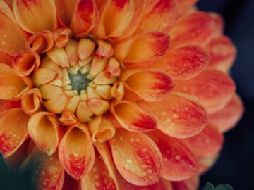 A vibrant close-up of a dew-kissed orange and red dahlia flower with detailed petals.