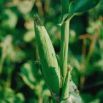 Vibrant green corn growing in a sunny rural field, symbolizing abundance and harvest.