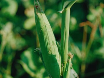 Vibrant green corn growing in a sunny rural field, symbolizing abundance and harvest.