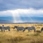 A group of zebras graze under sunrays in the Ngorongoro Crater, Tanzania, showcasing wildlife and natural beauty.