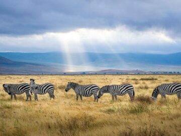 A group of zebras graze under sunrays in the Ngorongoro Crater, Tanzania, showcasing wildlife and natural beauty.