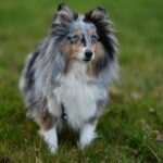 Adorable Shetland Sheepdog with a fluffy coat standing on green grass in a serene outdoor setting.