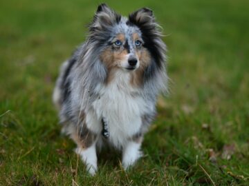 Adorable Shetland Sheepdog with a fluffy coat standing on green grass in a serene outdoor setting.