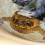 Close-up of a cane toad (Rhinella marina) in water, Brisbane.