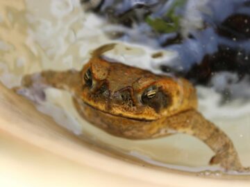 Close-up of a cane toad (Rhinella marina) in water, Brisbane.