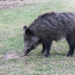 A wild boar peacefully grazing on grass in the countryside of İzmir, Türkiye. Captured by X-T5 Digital Camera.