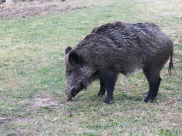 A wild boar peacefully grazing on grass in the countryside of İzmir, Türkiye. Captured by X-T5 Digital Camera.