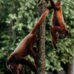 Two vibrant red howler monkeys playfully swinging in a tropical forest habitat.