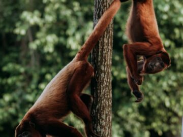 Two vibrant red howler monkeys playfully swinging in a tropical forest habitat.