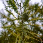 Close-up of a green cone on a cedar branch in a forest, showcasing nature's intricate details.