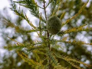 Close-up of a green cone on a cedar branch in a forest, showcasing nature's intricate details.
