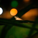 A frog perched on a leaf with colorful bokeh lights in the background.