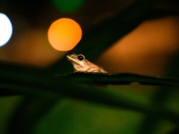 A frog perched on a leaf with colorful bokeh lights in the background.