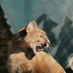 A stunning cougar basks in the sunlight, showcasing its majestic features at a zoo in Hungary.