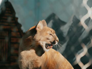 A stunning cougar basks in the sunlight, showcasing its majestic features at a zoo in Hungary.