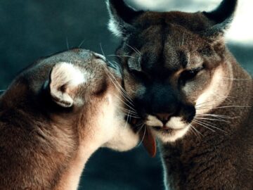 Close-up of two cougars sharing a tender moment in their natural habitat.