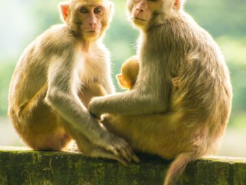 Two young macaque monkeys sitting closely on a stone wall outdoors in daylight.