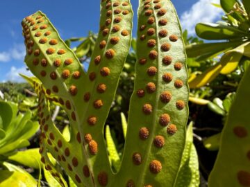 Vibrant green fern leaves with brown spores under a blue sky.