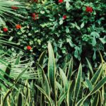 Vibrant greenery and red blooms in a natural garden setting, perfect for botanical enthusiasts.