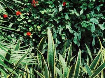 Vibrant greenery and red blooms in a natural garden setting, perfect for botanical enthusiasts.