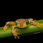 A colorful tree frog perched on a green stem against a black background.