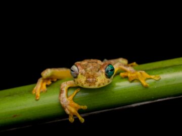 A colorful tree frog perched on a green stem against a black background.