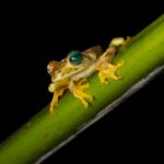 Detailed close-up of a vibrant tree frog perched on a green leaf against a dark background.