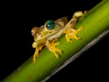 Detailed close-up of a vibrant tree frog perched on a green leaf against a dark background.