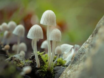 Delicate mushrooms with dew, captured in a mystical autumn forest in Zug, Switzerland.