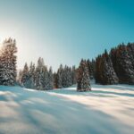 A serene winter scene of a snow-covered forest in the Swiss Alps with sunlight filtering through the trees.