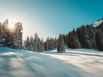 A serene winter scene of a snow-covered forest in the Swiss Alps with sunlight filtering through the trees.
