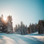 Sunlit winter scene in Troistorrents, Suisse, showcasing snow-covered trees and bright sky.