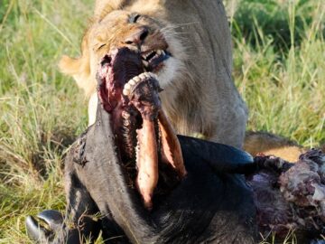 A lion devours its prey in the grasslands of Kenya, showcasing the raw nature of the wild.