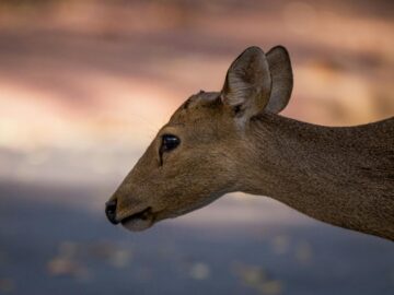 A serene side profile of a deer in its natural habitat, Thailand.