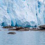 Gentoo penguins on rocky shores with a stunning Antarctic glacier backdrop.