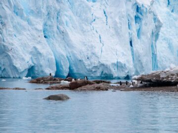 Gentoo penguins on rocky shores with a stunning Antarctic glacier backdrop.