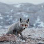 A red fox stands on a rocky mountain terrain, captured in a cool winter setting.