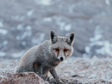 A red fox stands on a rocky mountain terrain, captured in a cool winter setting.