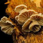 Detailed view of mushrooms growing on decaying wood, highlighting their intricate gills.