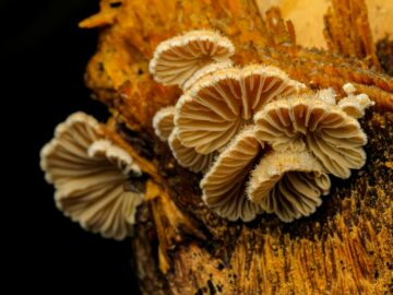 Detailed view of mushrooms growing on decaying wood, highlighting their intricate gills.