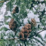 Free stock photo of april, boreal forest, brown