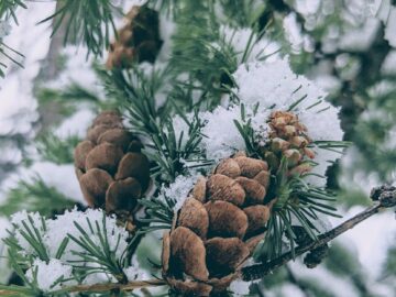 Free stock photo of april, boreal forest, brown