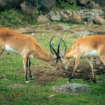 Two Kob antelopes with horns locking in a playful interaction in a natural setting.