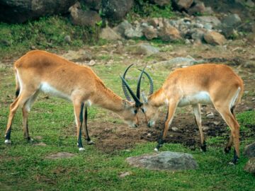 Two Kob antelopes with horns locking in a playful interaction in a natural setting.
