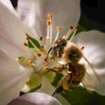 Detailed macro of a honeybee (Apis mellifera) pollinating an apple blossom in spring.