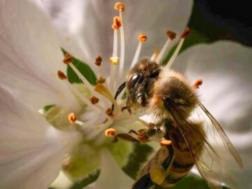 Detailed macro of a honeybee (Apis mellifera) pollinating an apple blossom in spring.