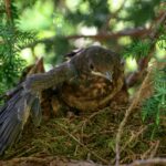 Free stock photo of animal, beak, bird