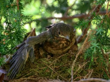 Free stock photo of animal, beak, bird