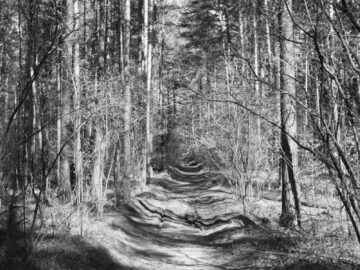 Free stock photo of 4k nature, android, b amp w